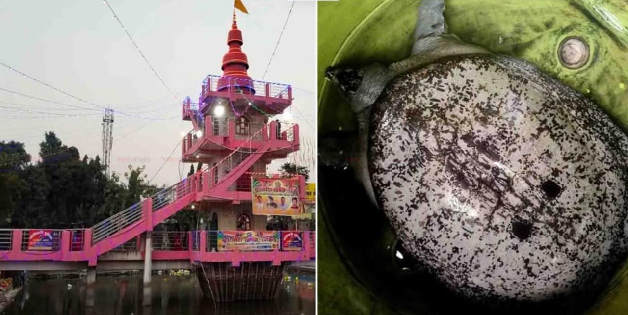 ११ किलोको विशाल कछुवाले रक्सौलको सूर्य मन्दिरमा बढायो आकर्षण, दर्शनार्थीको भिड