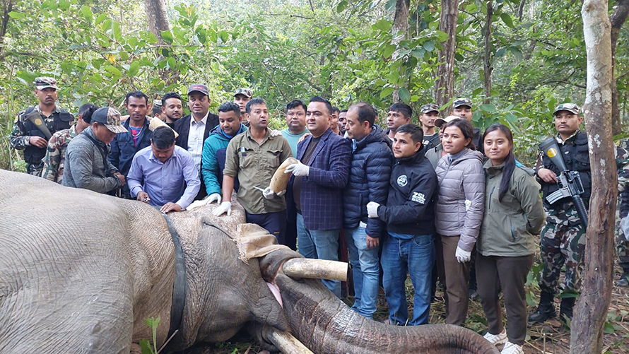 २५ जनाको ज्यान लिएको ‘ध्रुवे’ हात्तीको फेरि दाह्रा काटिने, नयाँ रेडियो कलर जडान गरिने