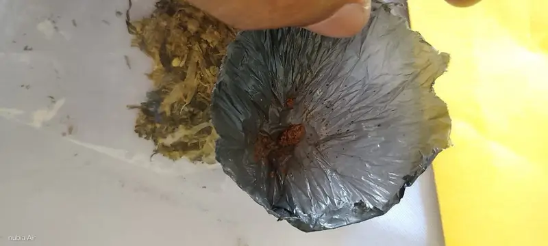 जीतपुरमा खैरो हिरोइन र गाँजासहित दुई युवक पक्राउ